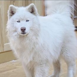Ava - Siberian Husky