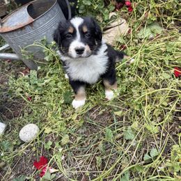 Betty - Black tri-color female Australian Shepherd puppy in Yelm, Washington from Country Rose Australian Shepherds