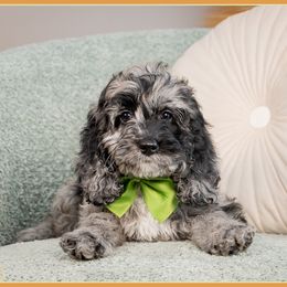 Rad - Merle male Cockapoo puppy in Connersville, Indiana from Deaz Doodle Ranch