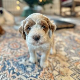 Jupiter - Red and white male Cockapoo puppy in Pledger, Texas from Sugarbear Cockapoos