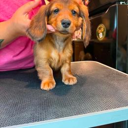Esther - Red female Dachshund puppy in Bluff City, Tennessee from Sidanelv Dachshunds
