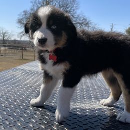 Girl 4 - Australian Shepherd puppy in Blum, Texas from 4P Poteet Farms