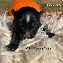 Pomsky Puppies from KP Pomskies LLC