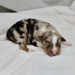 Dottie - Blue merle female Toy Australian Shepherd puppy in Bly, Oregon from Apacheblus Toy Aussies