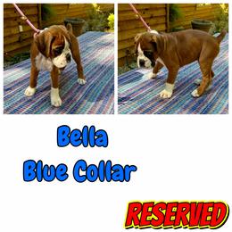 Boxer Puppies from Tischfelsen European Boxers