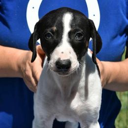 Spotted Boy - Black brindle and white male Greyhound puppy in Sacramento, California from Stout-Hearted Hounds