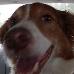 Miss. Emma - Australian Shepherd