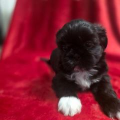 Serenity - Black and white female Shichon puppy in Ronda, North Carolina from Willow River