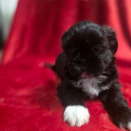 Serenity - Black and white female Shichon puppy in Ronda, North Carolina from Willow River