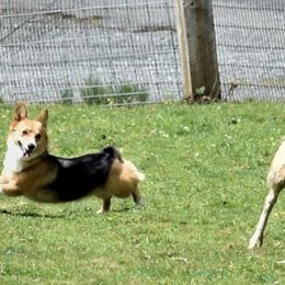 Pembroke Welsh Corgi Puppies from Outlands Corgis