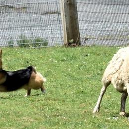 Pembroke Welsh Corgi Puppies from Outlands Corgis