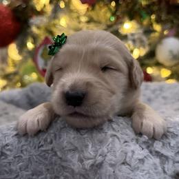 Miss Rue Who: White Collar - Golden female Golden Retriever puppy in Monterey, Tennessee from Lawson’s Green Acres Goldens and Mini Dachshunds