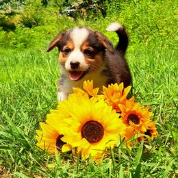 Phyllis Wheatly - Black and white female American Corgi puppy in Gouverneur, New York from St. Lawrence Corgis