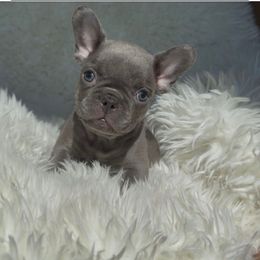 Honey - Tricolors female French Bulldog puppy in Monrovia, Maryland from Frederick Frenchies