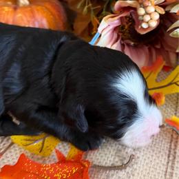 Clove - Black female Bernedoodle puppy in Gilbert, Arizona from The Berne Barn... it’s a Doodle thing!
