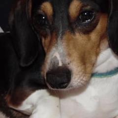 Dachshunds from Creekside Doxies