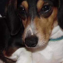 Dachshunds from Creekside Doxies