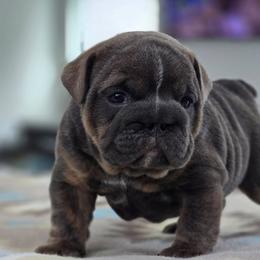 Calypso - Blue tri-color female Bulldog puppy in Buzzards Bay, Massachusetts from K&D Bulldogs