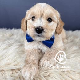 Jasper - Apricot male Goldendoodle puppy in Utah County, Utah from Big Hearted Breeders