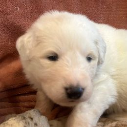 LACEY Lt Blue collar female - White female Great Pyrenees puppy in Fair Grove, Missouri from Allen Wags & Woolies