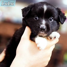 LuLu - Black tri female Miniature Australian Shepherd puppy in Punta Gorda, Florida from Christie's Creekside Aussies