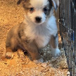 Blitzen - Blue tri male Toy Australian Shepherd puppy in Menan, Idaho from Teton Toy Aussies