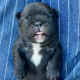 Little Lady Bug - Black female French Bulldog puppy in Gilbert, Arizona from Gilbert Puppies