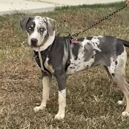 Astrid - Catahoula Leopard Dog