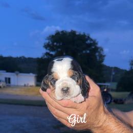 Girl 1 - Black white and brown female Basset Hound puppy in Conway, Missouri from Ozark Mountain Kennel
