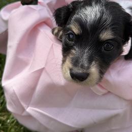 Holly - Dapple female Dachshund puppy in Hanford, California from Cooper Gals Doxies