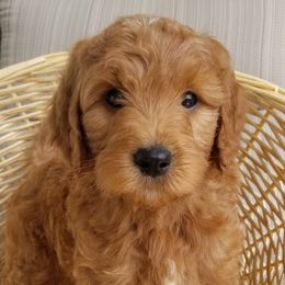 Goldendoodle Puppies from Wisconsin Doodle Dog of La Crosse
