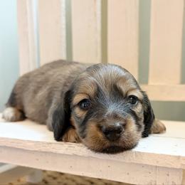 Diesel 3500 - Cream male Dachshund puppy in Sylvania, Alabama from Yancey’s Doxies