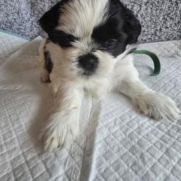 Peppa - Black and white female Shih Tzu puppy in Forney, Texas from Nique's Shih Tzus