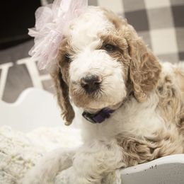 Goldendoodle Puppies from Best Doodles