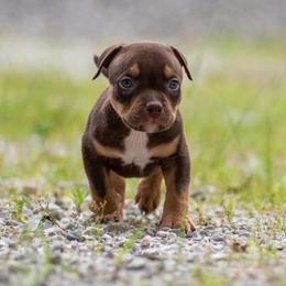 Boy 3 - American Bully puppy in Violet Hill, Arkansas from Obduro Bullies