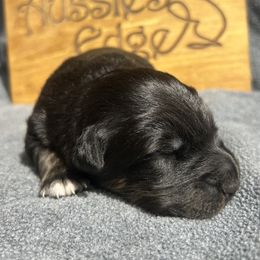 Blacksmith - Black tri-color male Australian Shepherd puppy in Litchfield, New Hampshire from Aussies Edge Farm