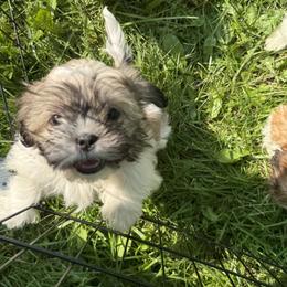 Shih Tzu Puppies from Little Healthy Purebred Pups