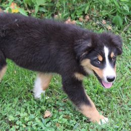 Callie - Black tri-color female Australian Shepherd puppy in Kansas, Oklahoma from Windy G Farm