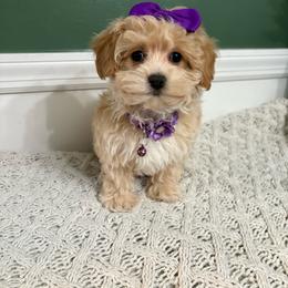 Cheyenne - Cream female Maltipoo puppy in Feasterville Trevose, Pennsylvania from HMH’s Maltipoos & Cavaliers
