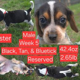 Buster Red Male - Black tan and bluetick male Beagle puppy in Bemidji, Minnesota from Nse Farms Beagles