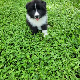 Jack - Black and white male Border Collie puppy in Wildwood, Florida from Isle Breez Border Collies