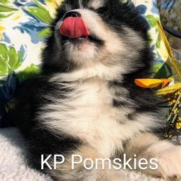 Pomsky Puppies from KP Pomskies LLC