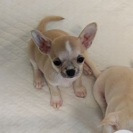 Chihuahua Puppies from Precious Paws of Florida