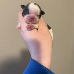 Girl 1 - Liver and white female Shih Tzu puppy in Springfield, Missouri from Lopez Family Tails