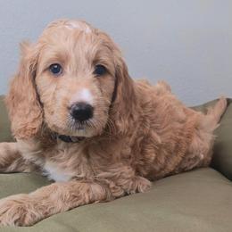 FLINT - Apricot male Goldendoodle puppy in Sugar Land, Texas from Sugar Doodles