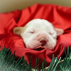 Clumber Spaniel Puppies from Wanderlust Clumber Spaniels