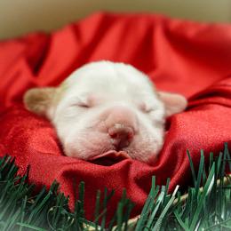Clumber Spaniel Puppies from Wanderlust Clumber Spaniels