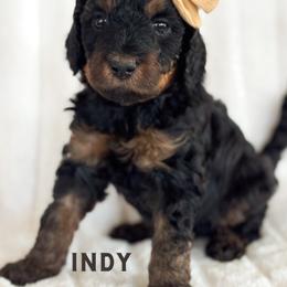Indy - Phantom female Goldendoodle puppy in Escalon, California from Miley&Co.