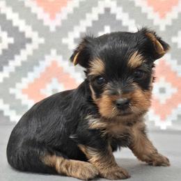 Snickers - Blue and gold male Yorkshire Terrier puppy in Monticello, Iowa from Ashley’s Puppies