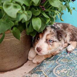 Border Collie Puppies from Twisted Biscuit Border Collies